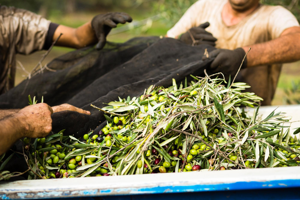 Olivar productivo en Córdoba