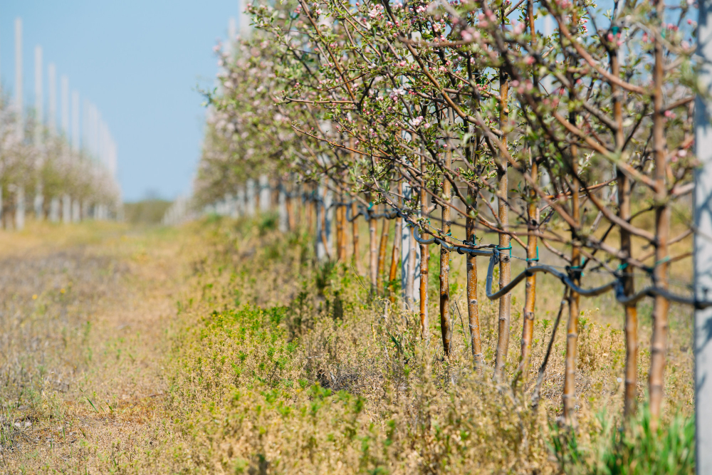 Almendros en floración