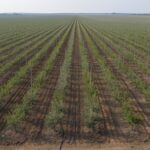 Vista aérea de olivar superintensivo recién plantado con riego por goteo