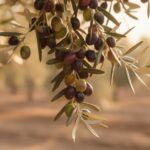 Aceitunas Arbequina maduras en rama de olivo