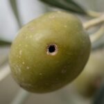 Plagas y Enfermedades del Olivo: Guía de Identificación y Tratamiento