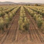 Sistema de riego por goteo en olivar intensivo con paisaje mediterráneo