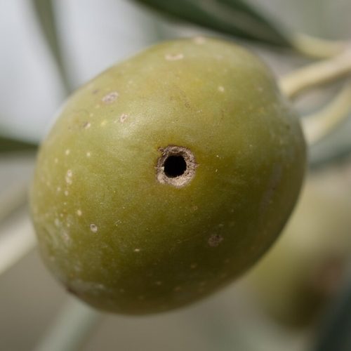 Plagas y Enfermedades del Olivo: Guía de Identificación y Tratamiento